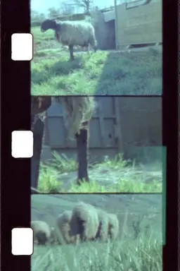 Sheep Reels 1-7