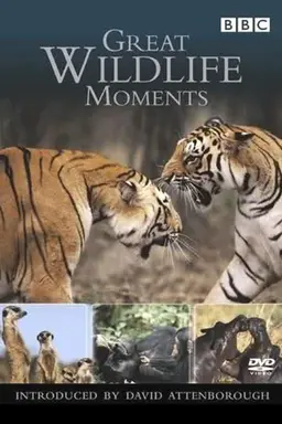 Great Wildlife Moments