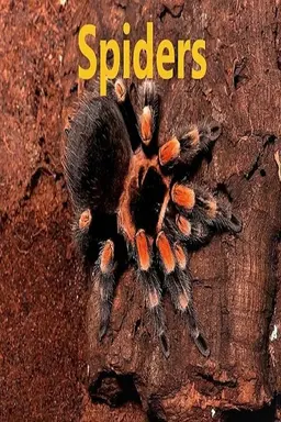 Spiders
