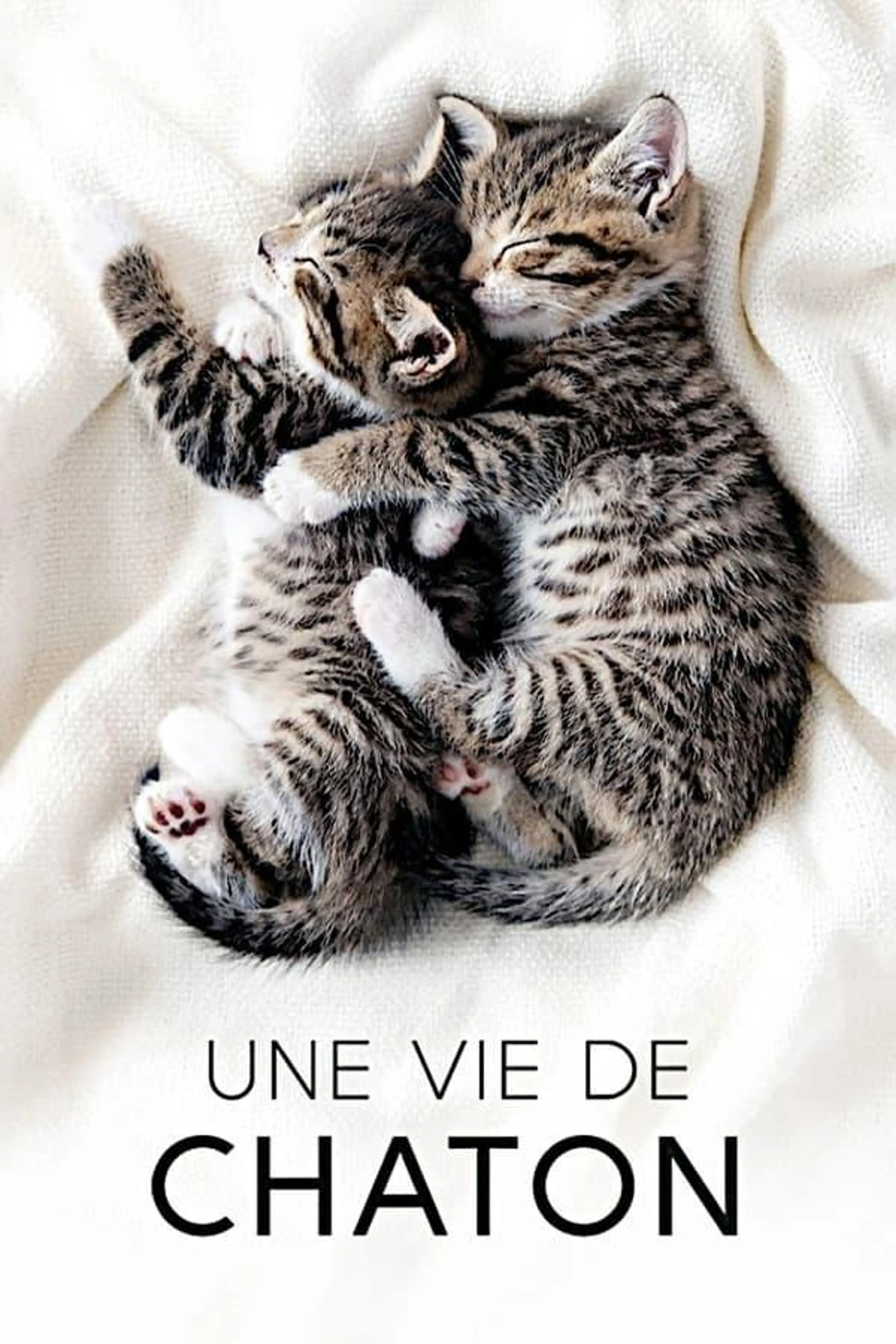 The Secret Life of Kittens