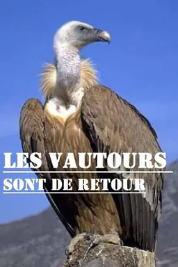 Les vautours sont de retour