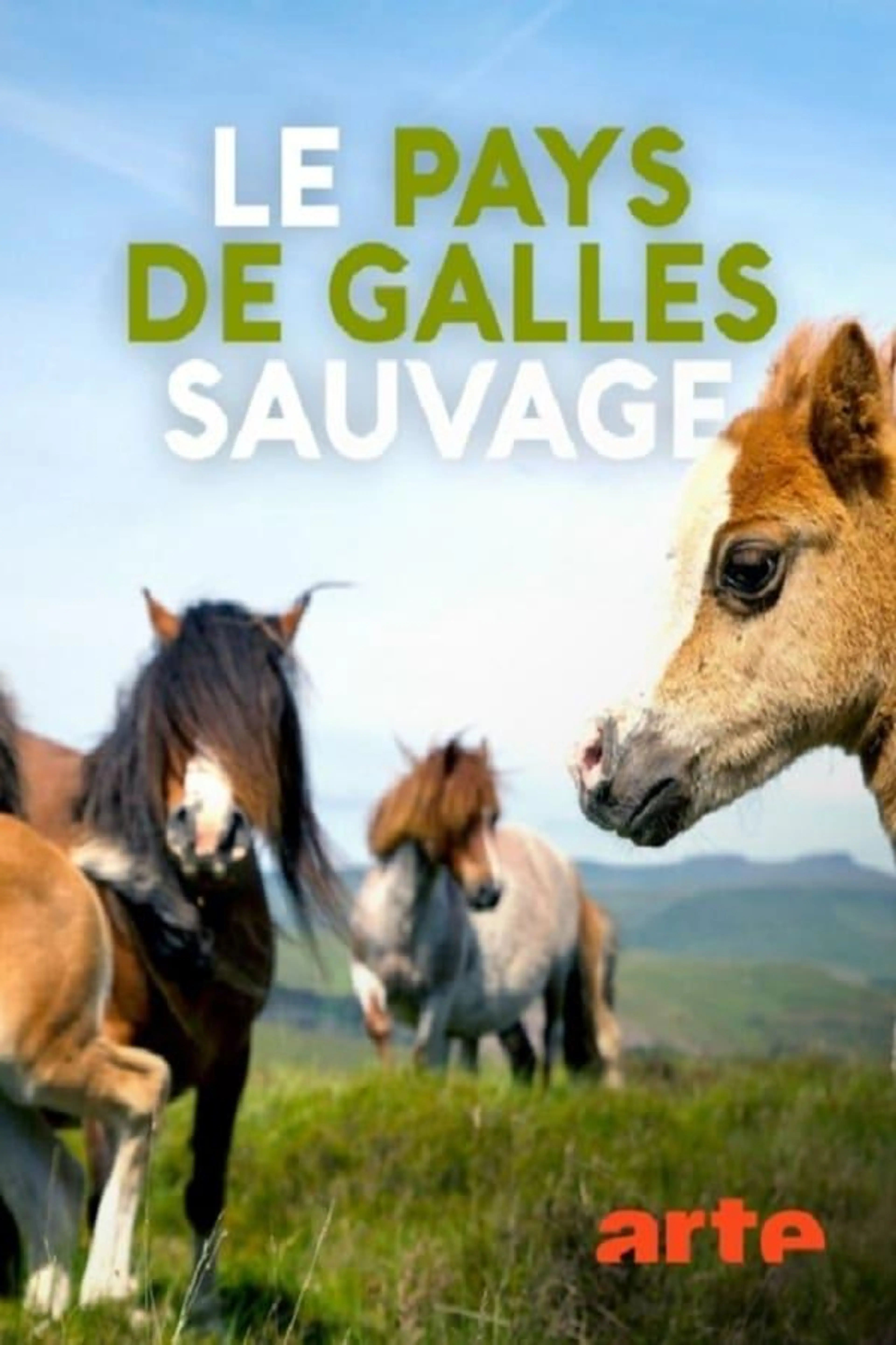Le pays de Galles sauvage