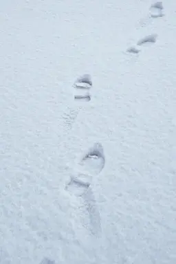 Terza passeggiata - Sulla neve