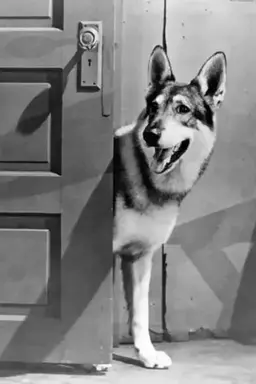 The Littlest Hobo Season 2