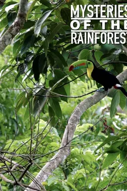 Mysteries of the Rainforest