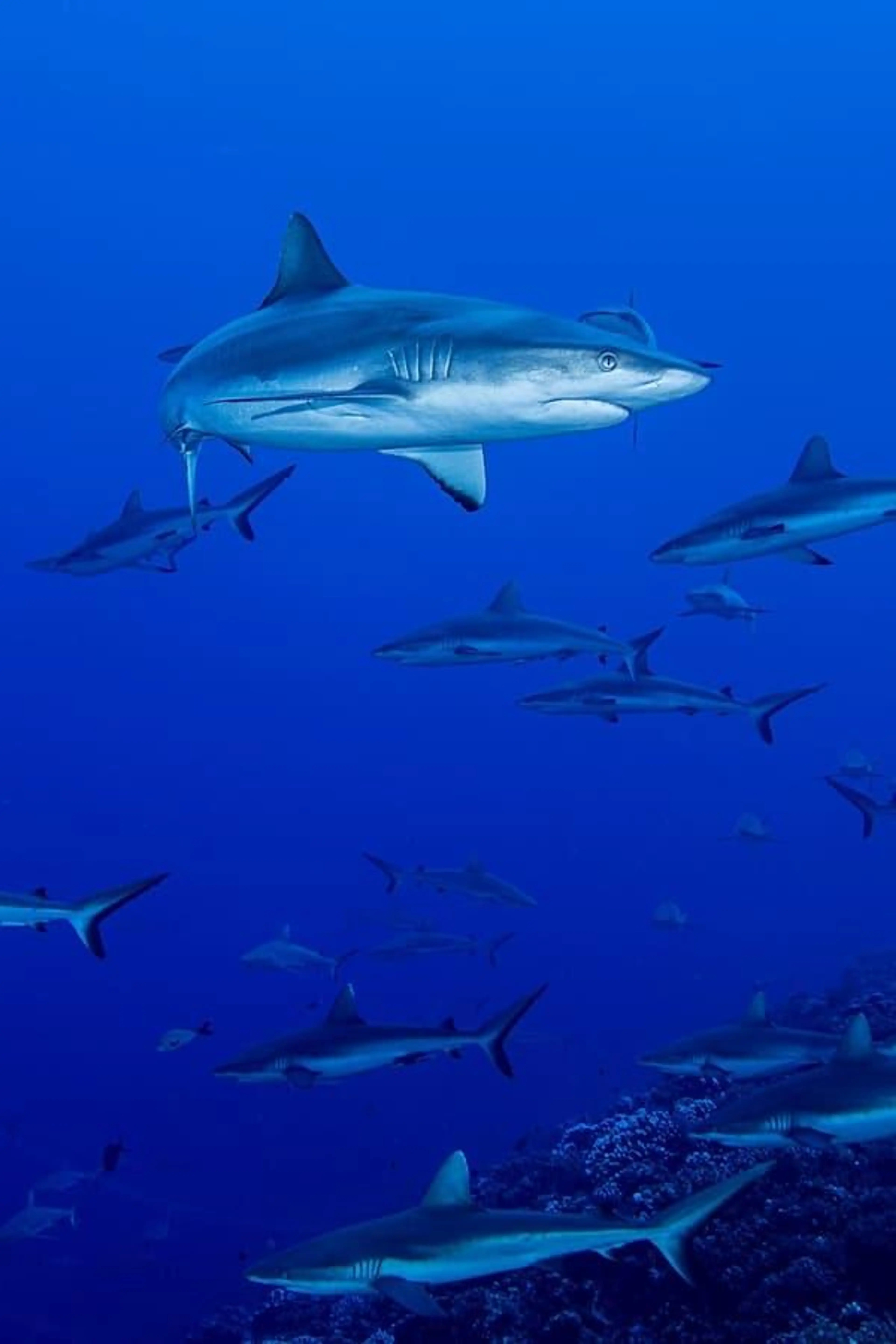 Shark Swarm