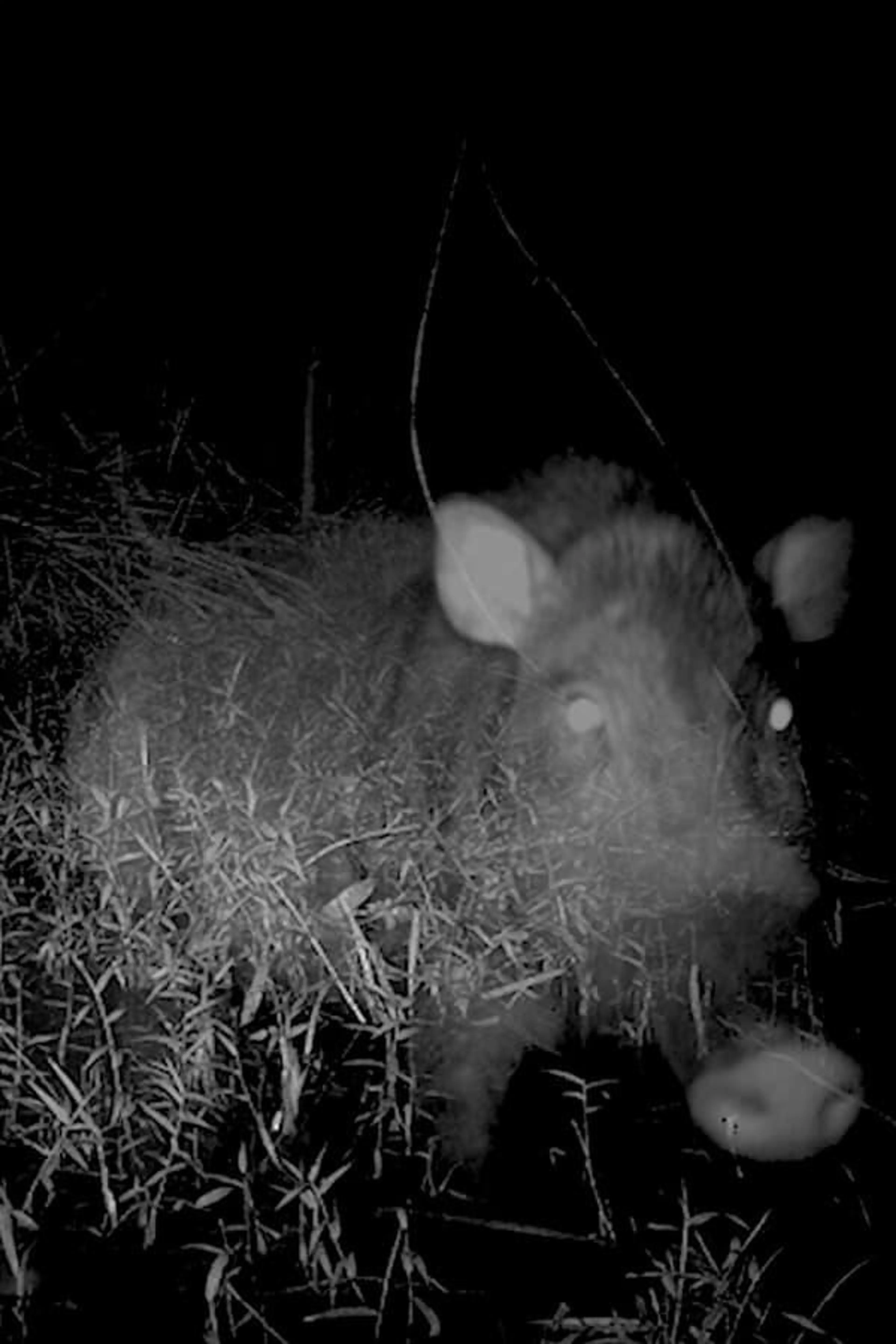 Camera Trap