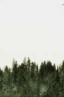Algonquin Park, Early March