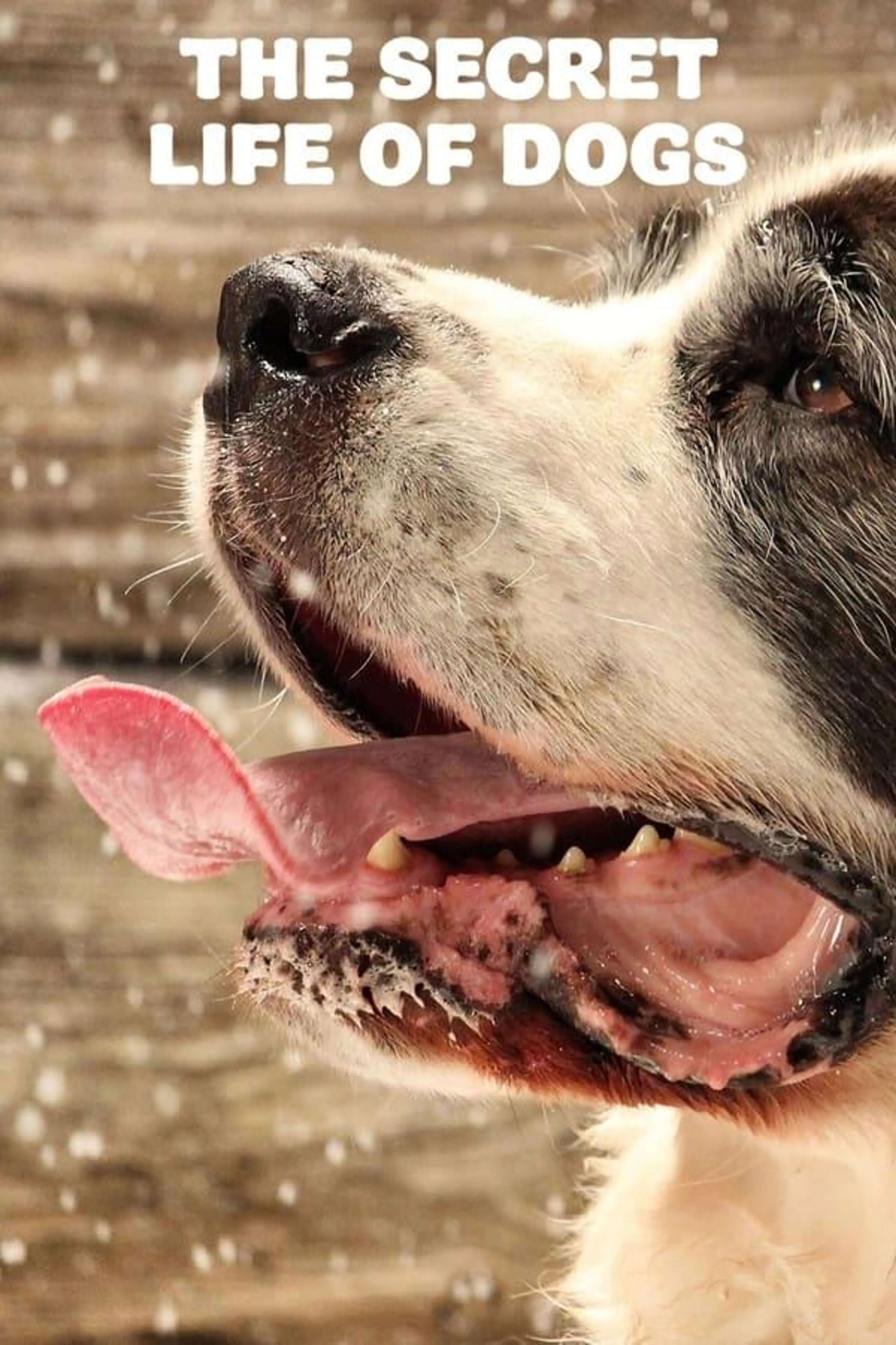 The Secret Life of Dogs Series 1