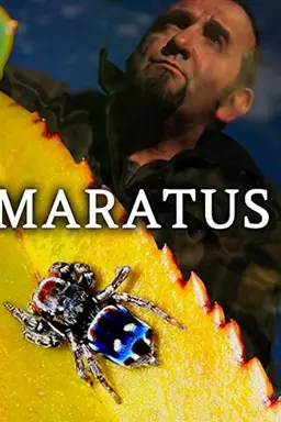 Maratus