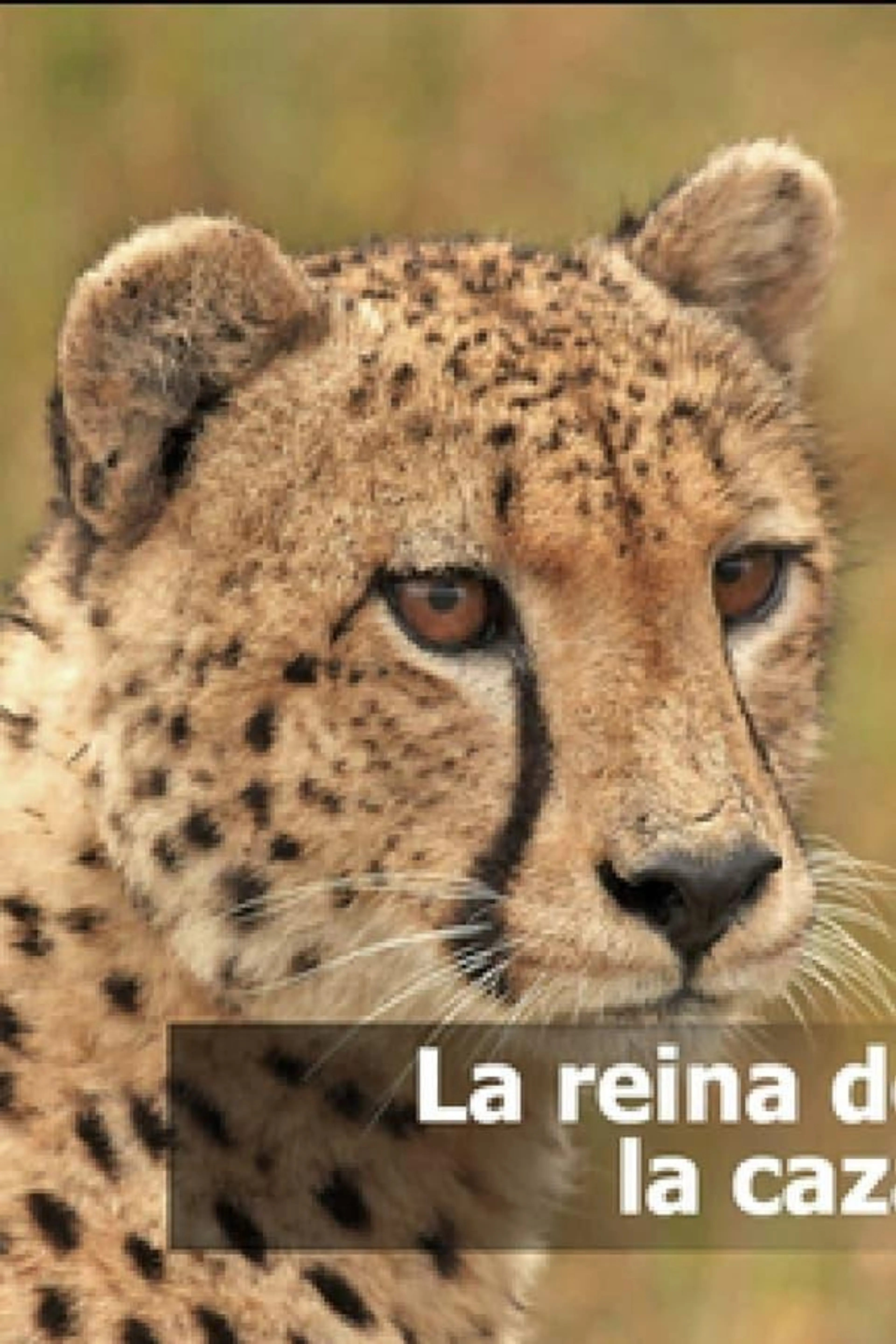 La reina de la caza