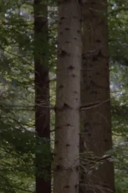 The Forest