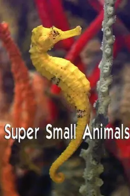 Super Small Animals