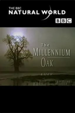 The Millennium Oak