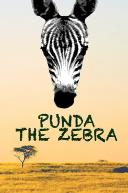 Punda the Zebra