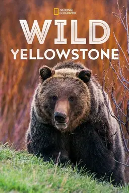 Wild Yellowstone Miniseries