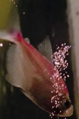 Fish and the Sky