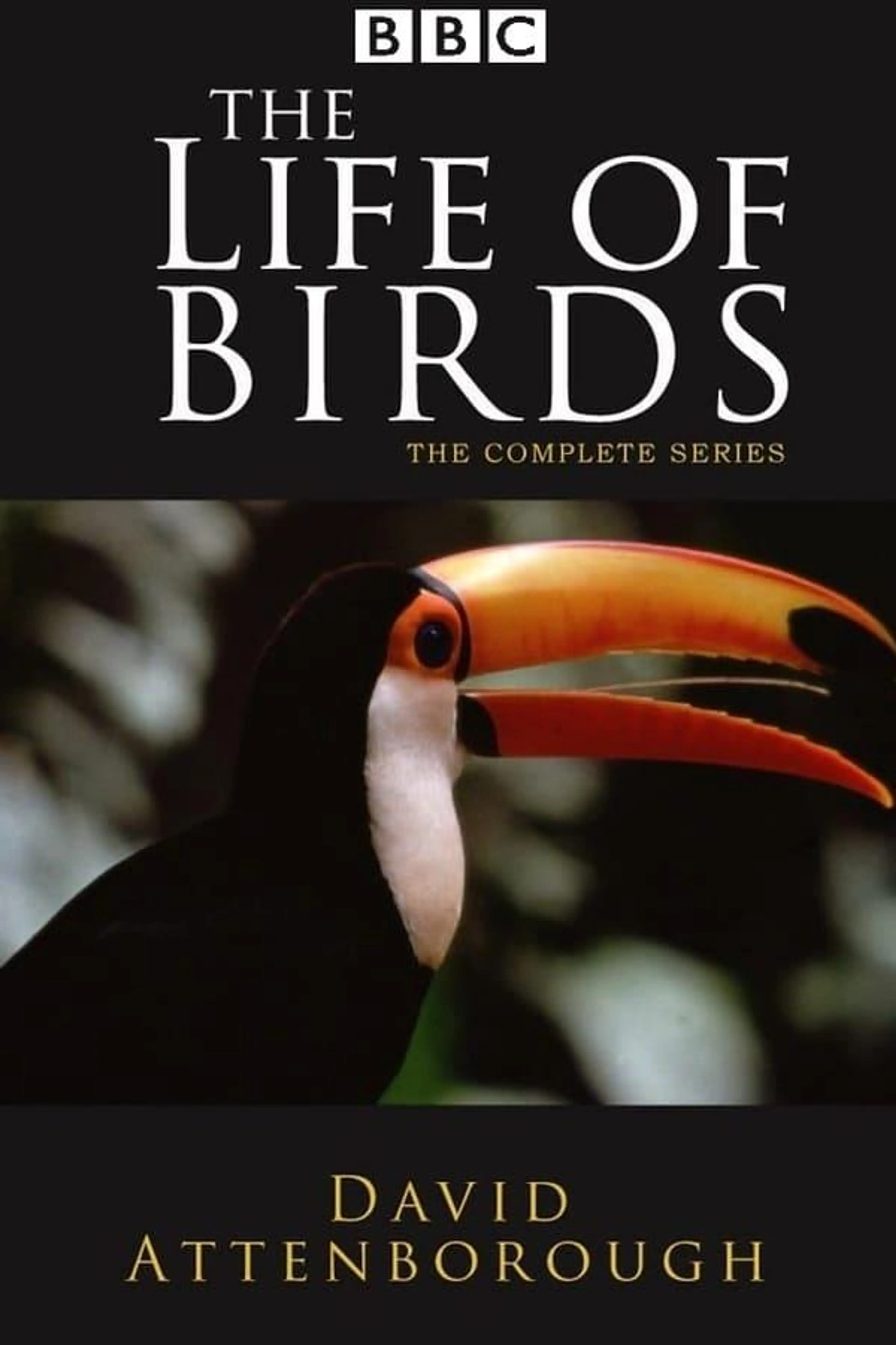 The Life of Birds Miniseries