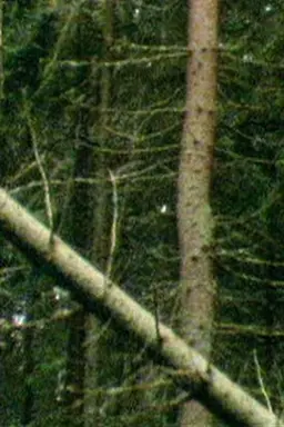 A Forest