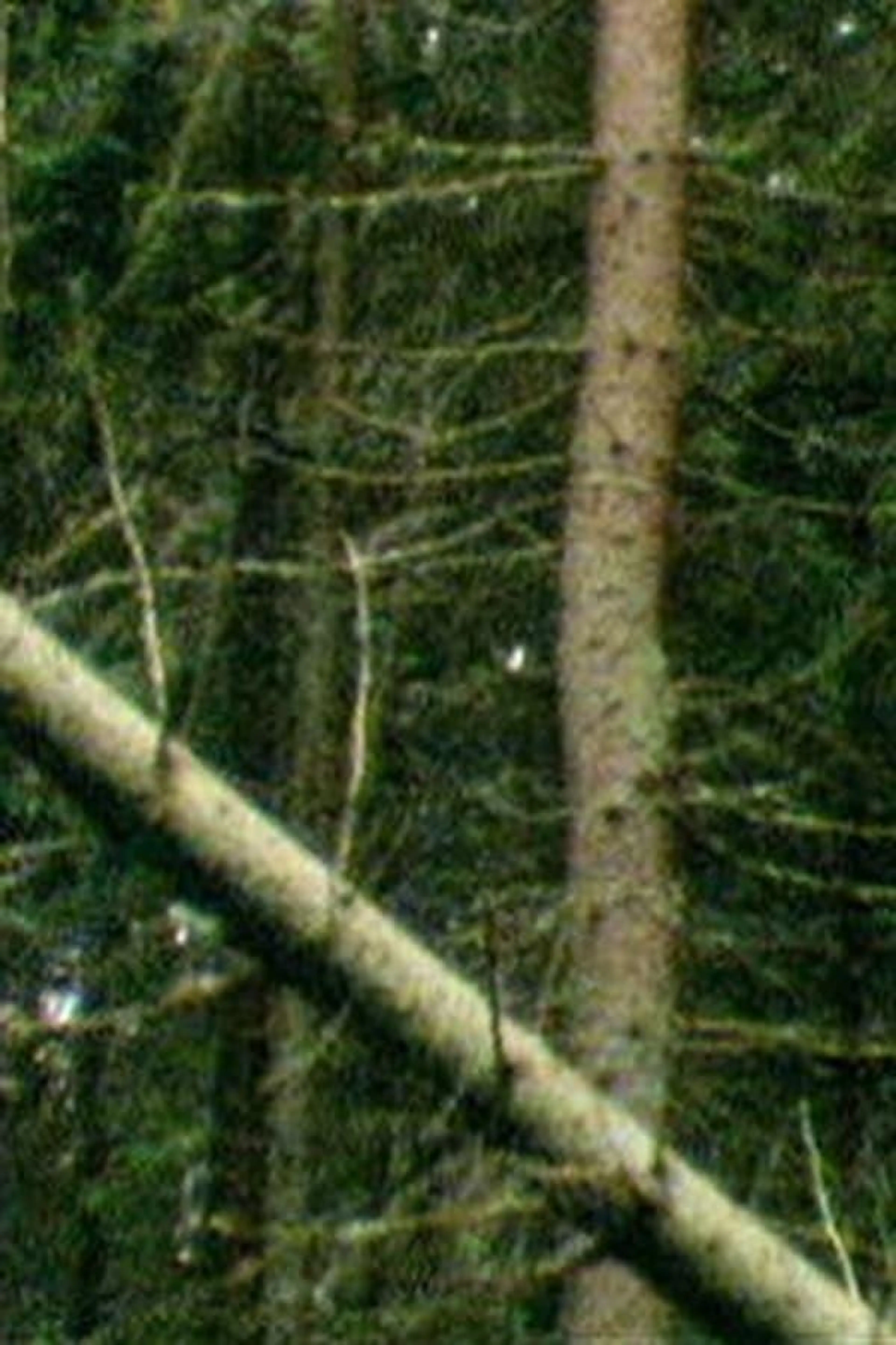A Forest