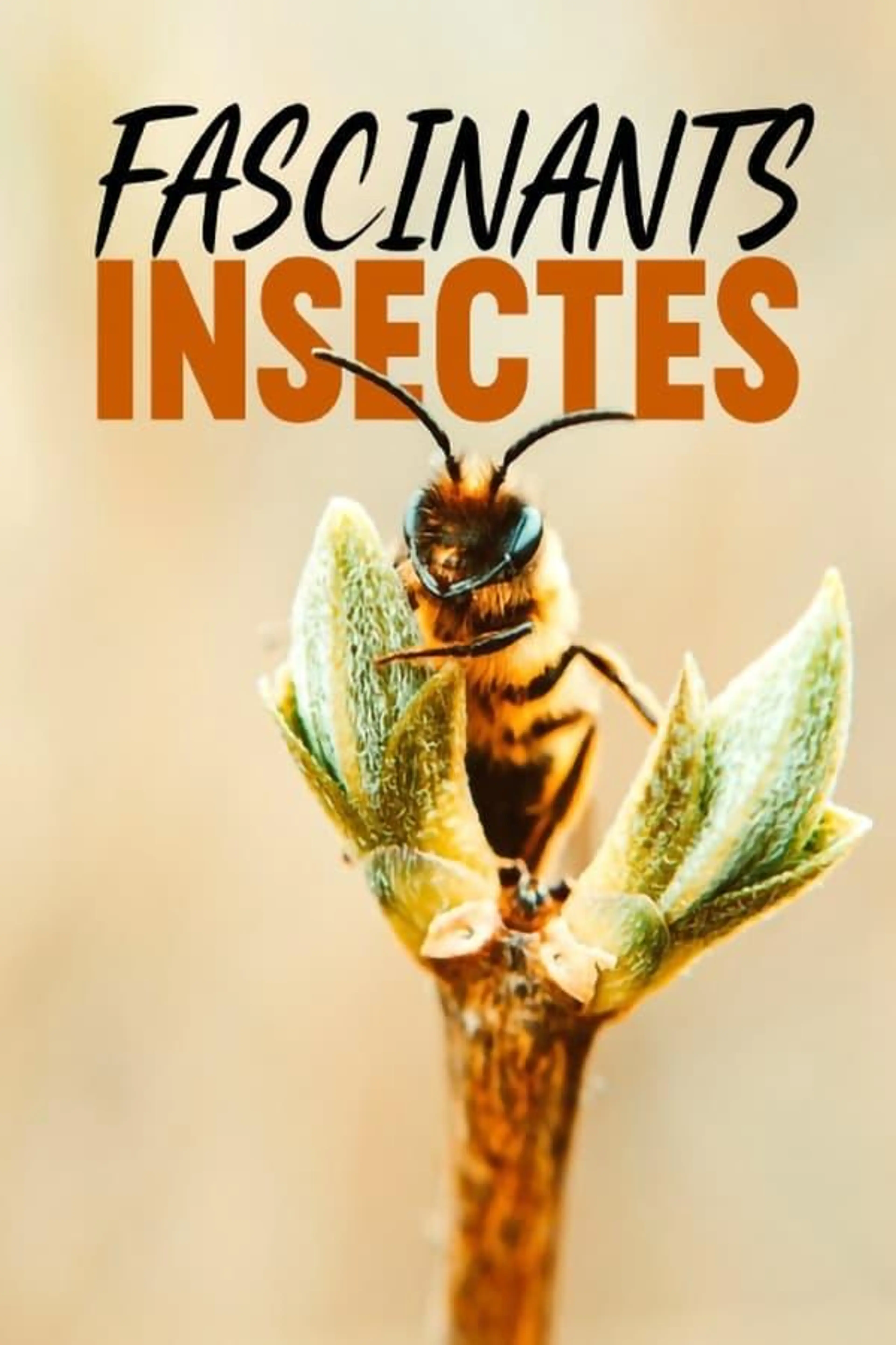 Fascinants insectes Season 1