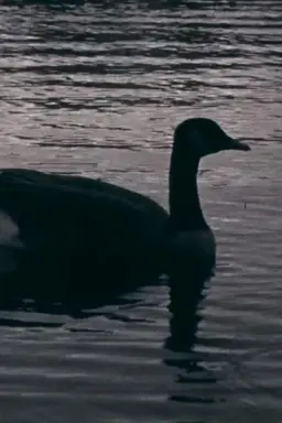 Fowl Play