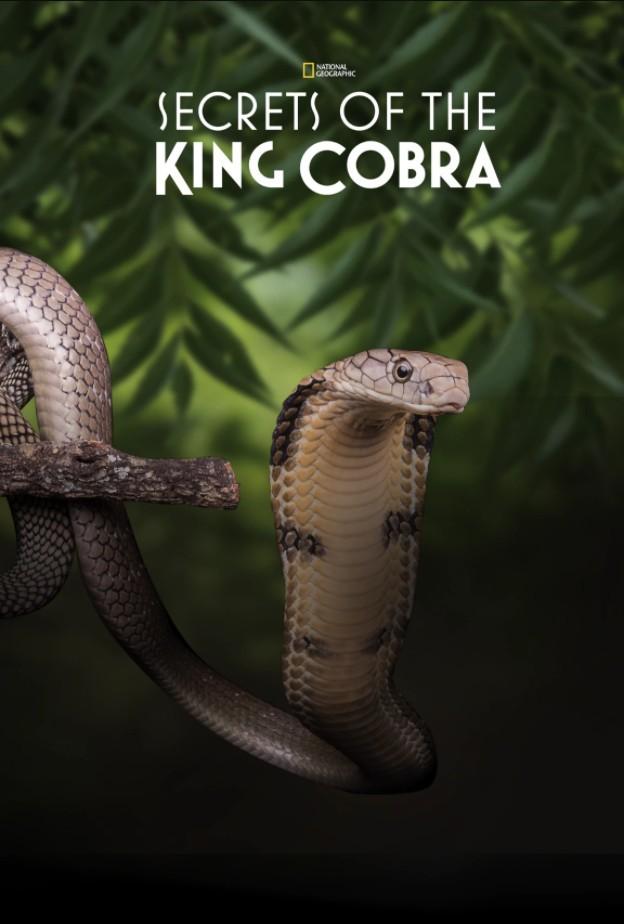 킹 코브라의 비밀