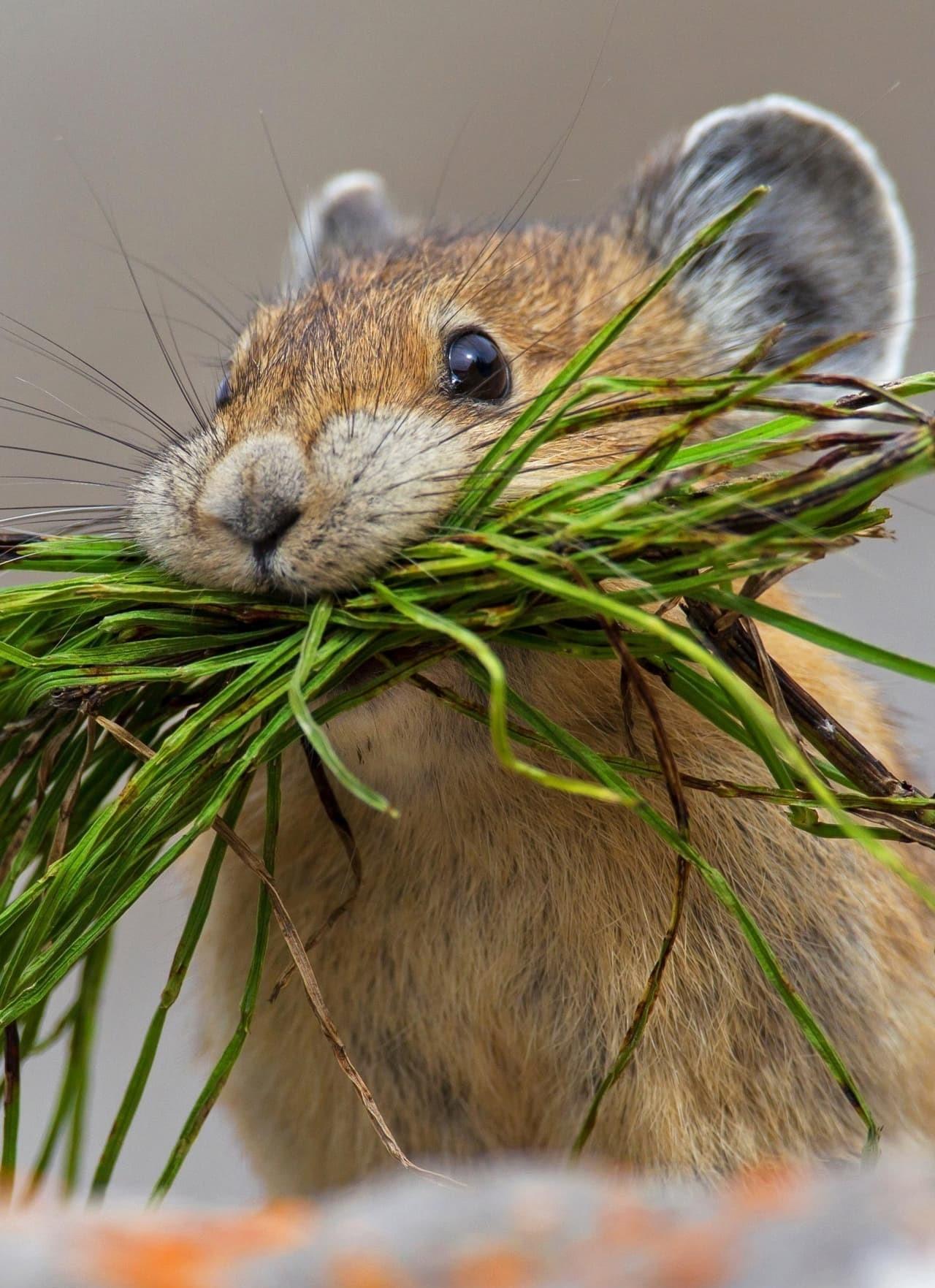 자연의 무법자들