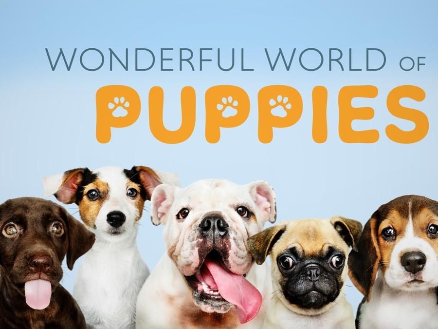 놀라운 강아지의 세계 시즌 1