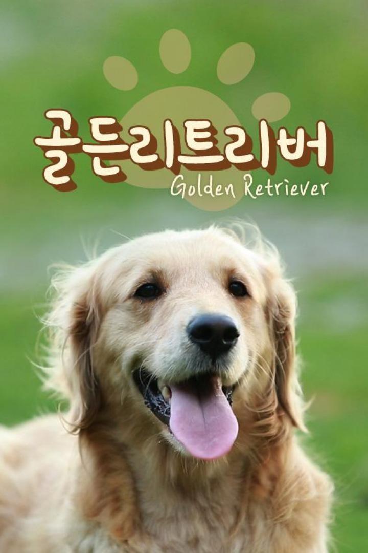 골든 리트리버TV