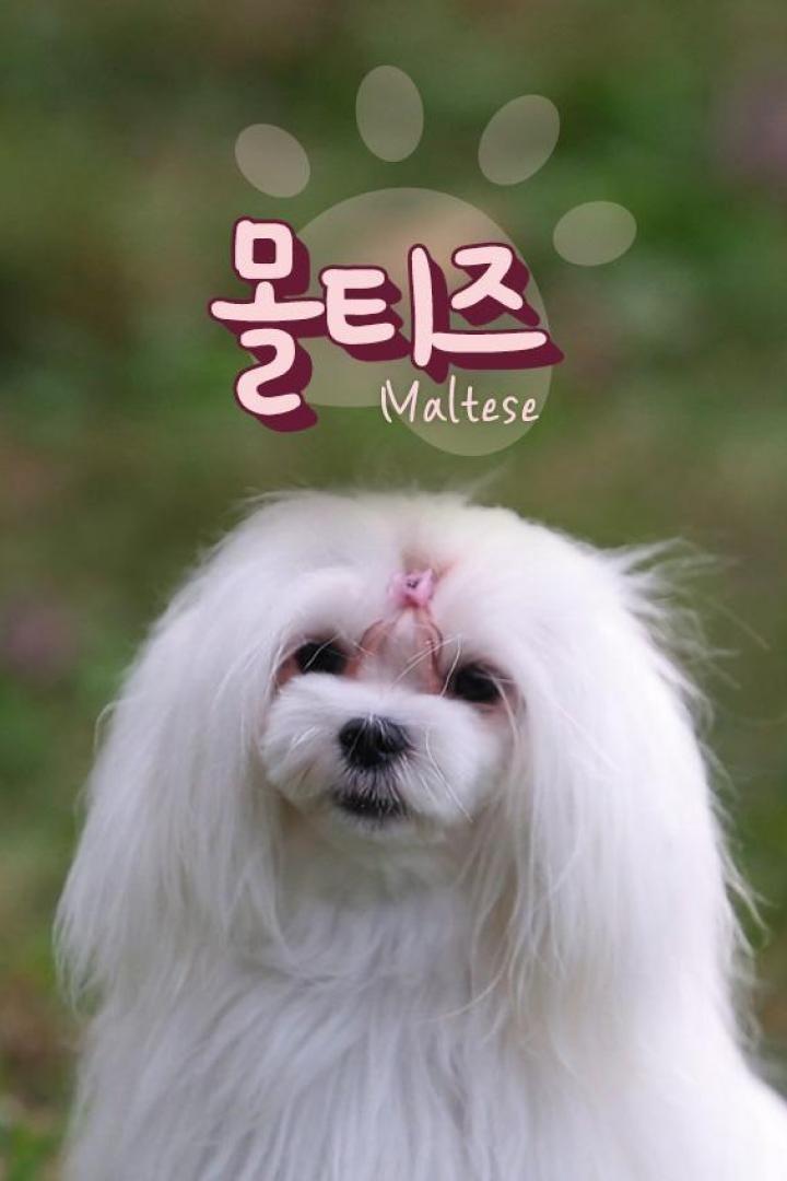 몰티즈TV