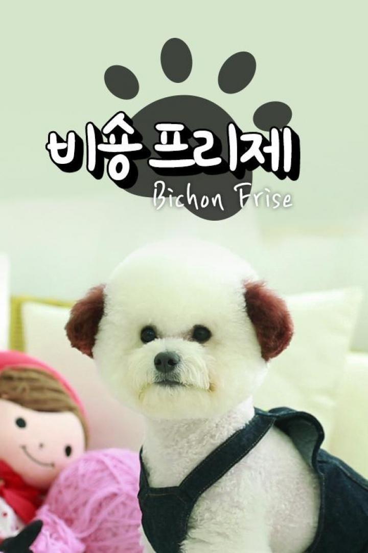 비숑 프리제TV