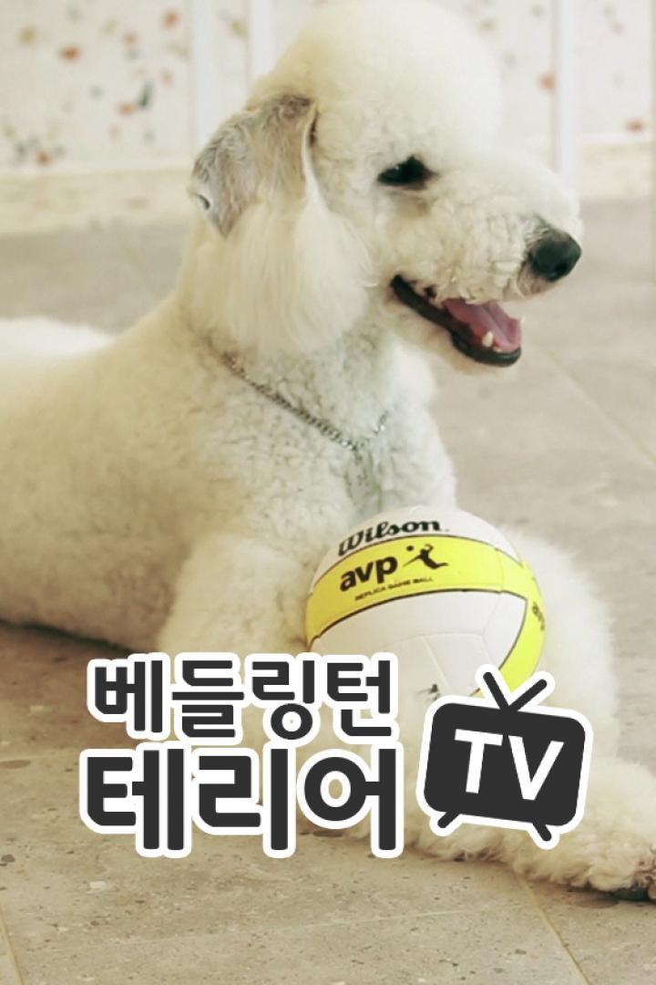 베들링턴테리어TV