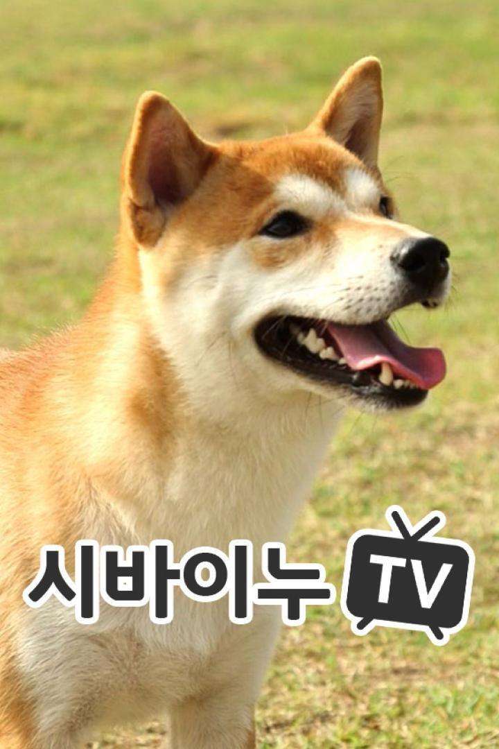 시바이누TV