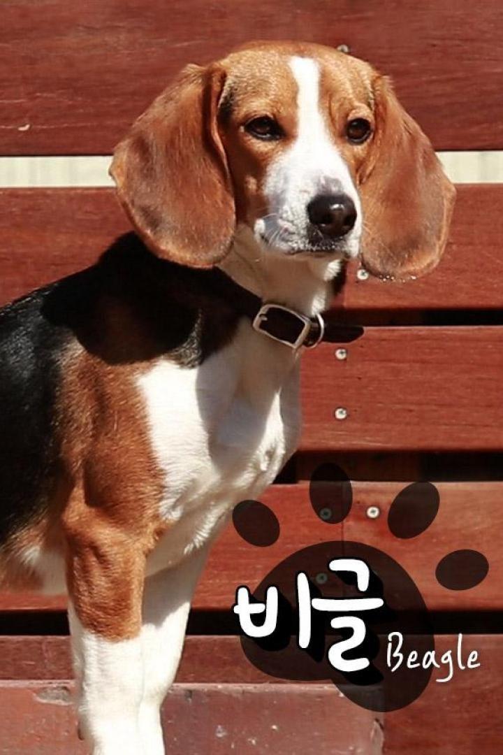 비글TV