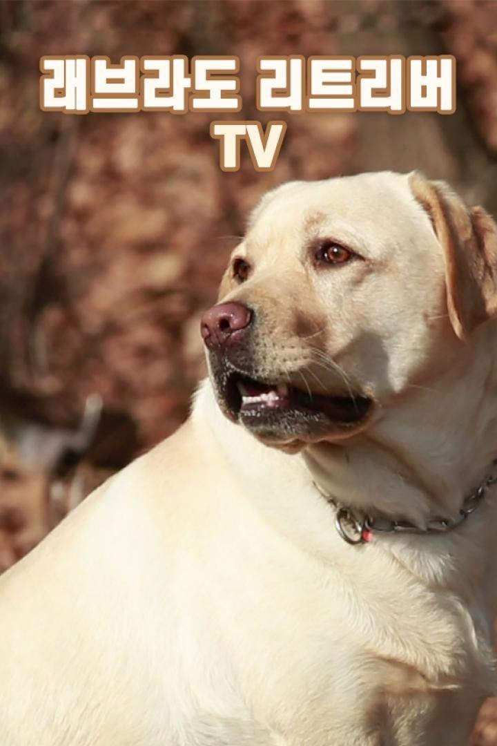 래브라도리트리버TV