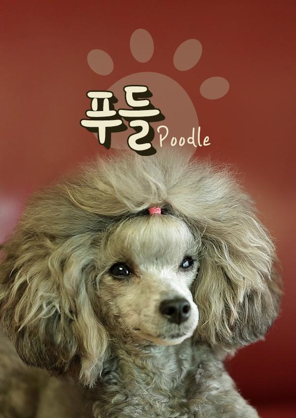 푸들TV