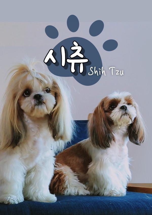 시츄TV