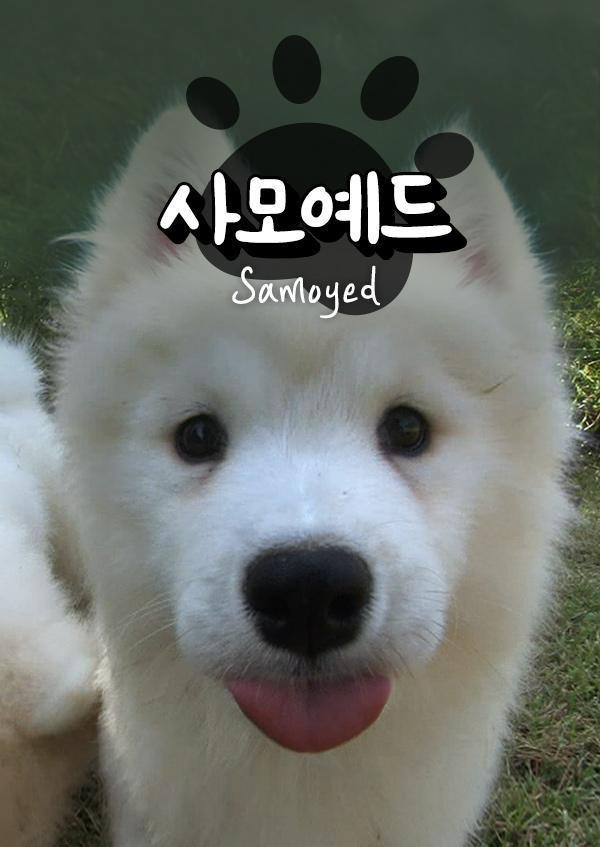 사모예드TV