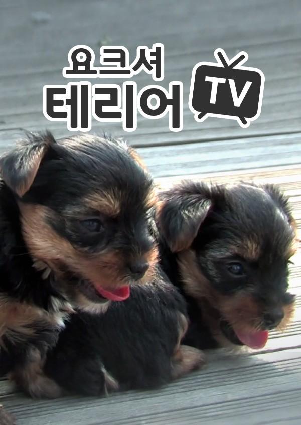 요크셔테리어TV