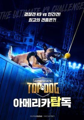 아메리카 탑독