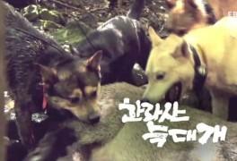 다큐프라임- 한라산 늑대개