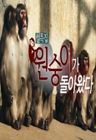 설특집 다큐 원숭이가 돌아왔다