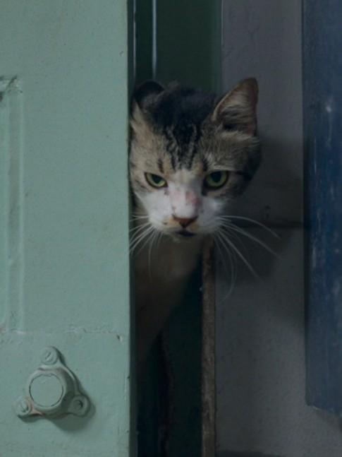 맥스와 민, 그리고 미야옹자키