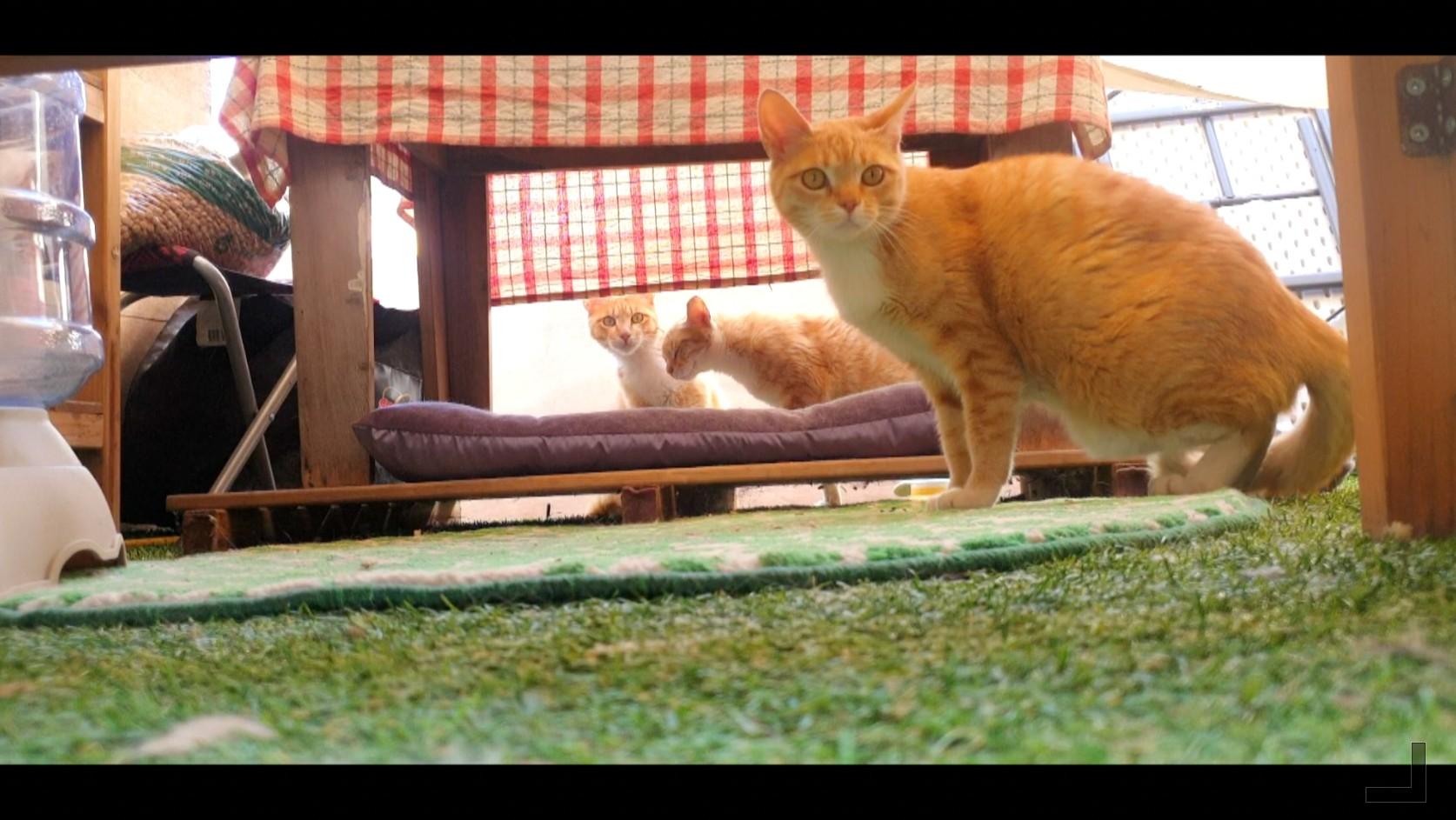 건축학 고양이