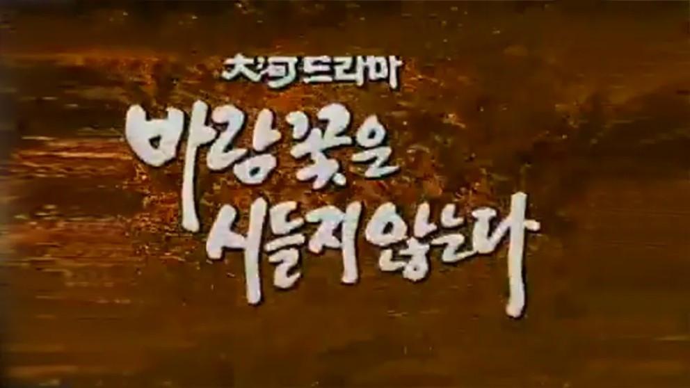 바람꽃은 시들지 않는다