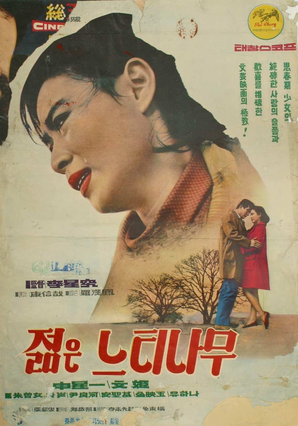 젊은 느티나무