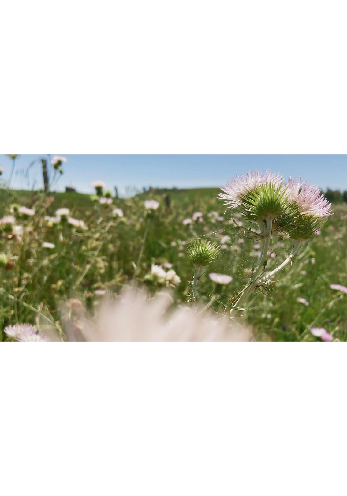 피오리, 피오리, 피오리