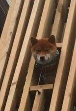 팔팔스패밀리