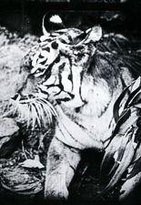 동양 이미지: 반달 투어리즘